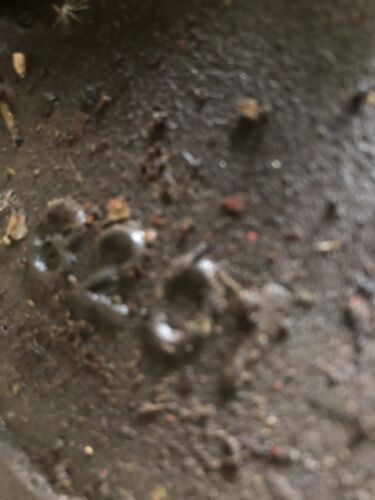 Allis Chalmers C tractor transmission cover w/ shift shifter forks